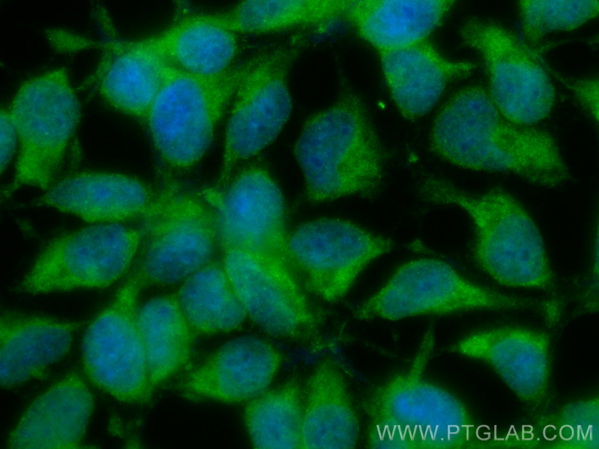 Immunofluorescence (IF) / fluorescent staining of HEK-293 cells using CoraLite® Plus 488-conjugated ZIP7 Polyclonal anti (CL488-19429)