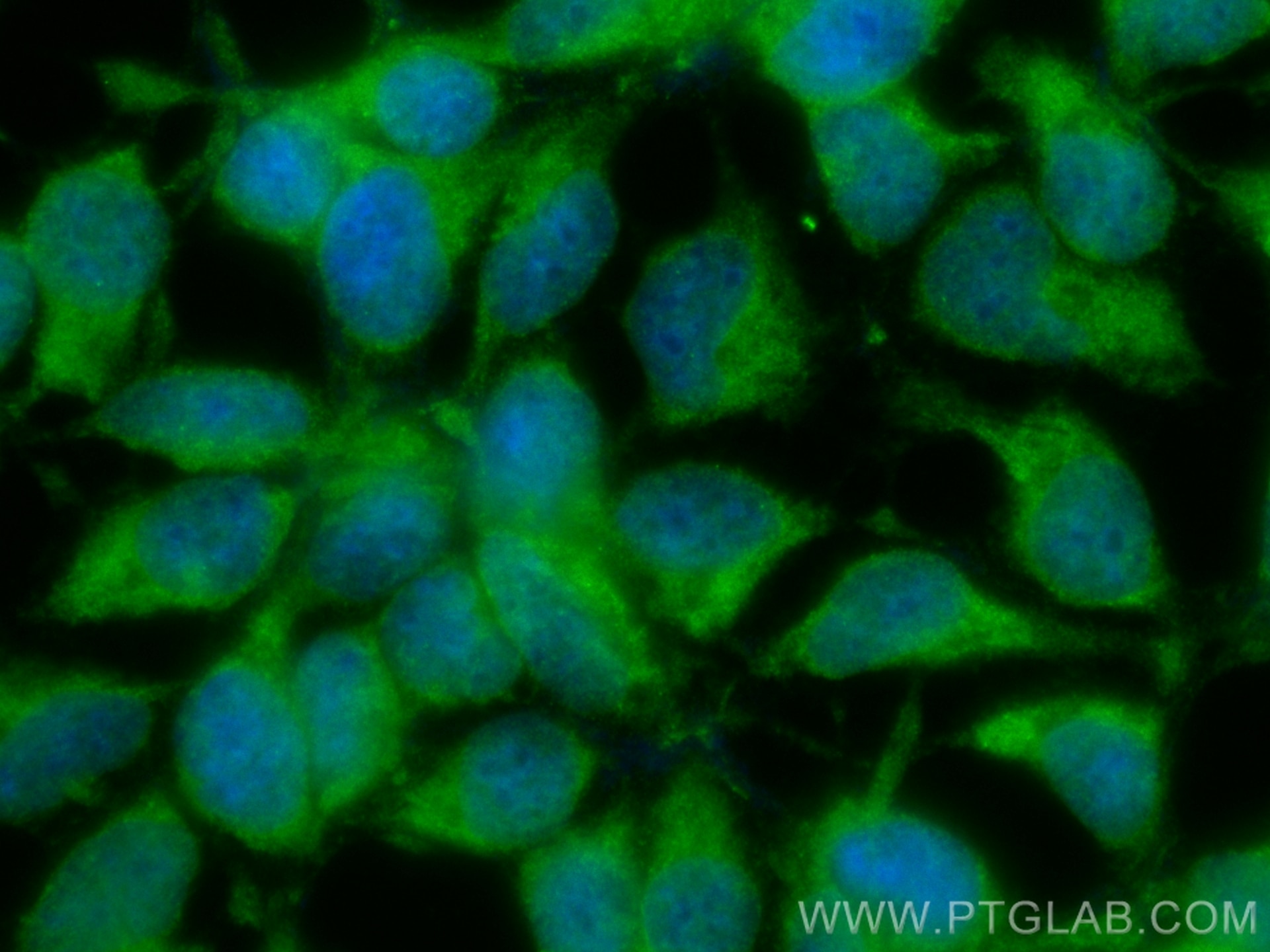 IF Staining of HEK-293 using CL488-19429