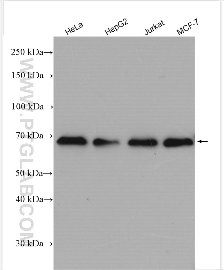 Western Blot (WB) analysis of various lysates using ZKSCAN1 Polyclonal antibody (25214-1-AP)