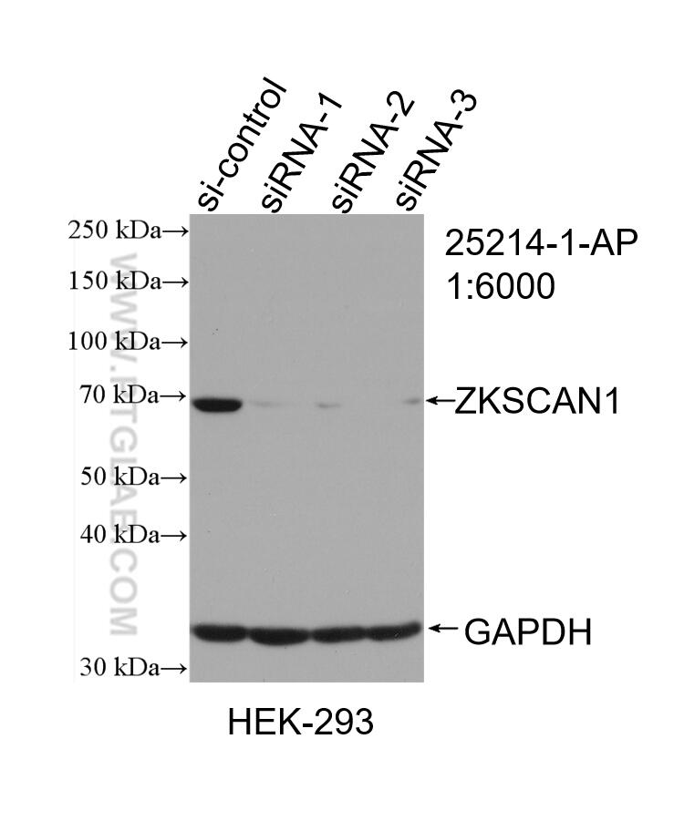 WB analysis of HEK-293 using 25214-1-AP