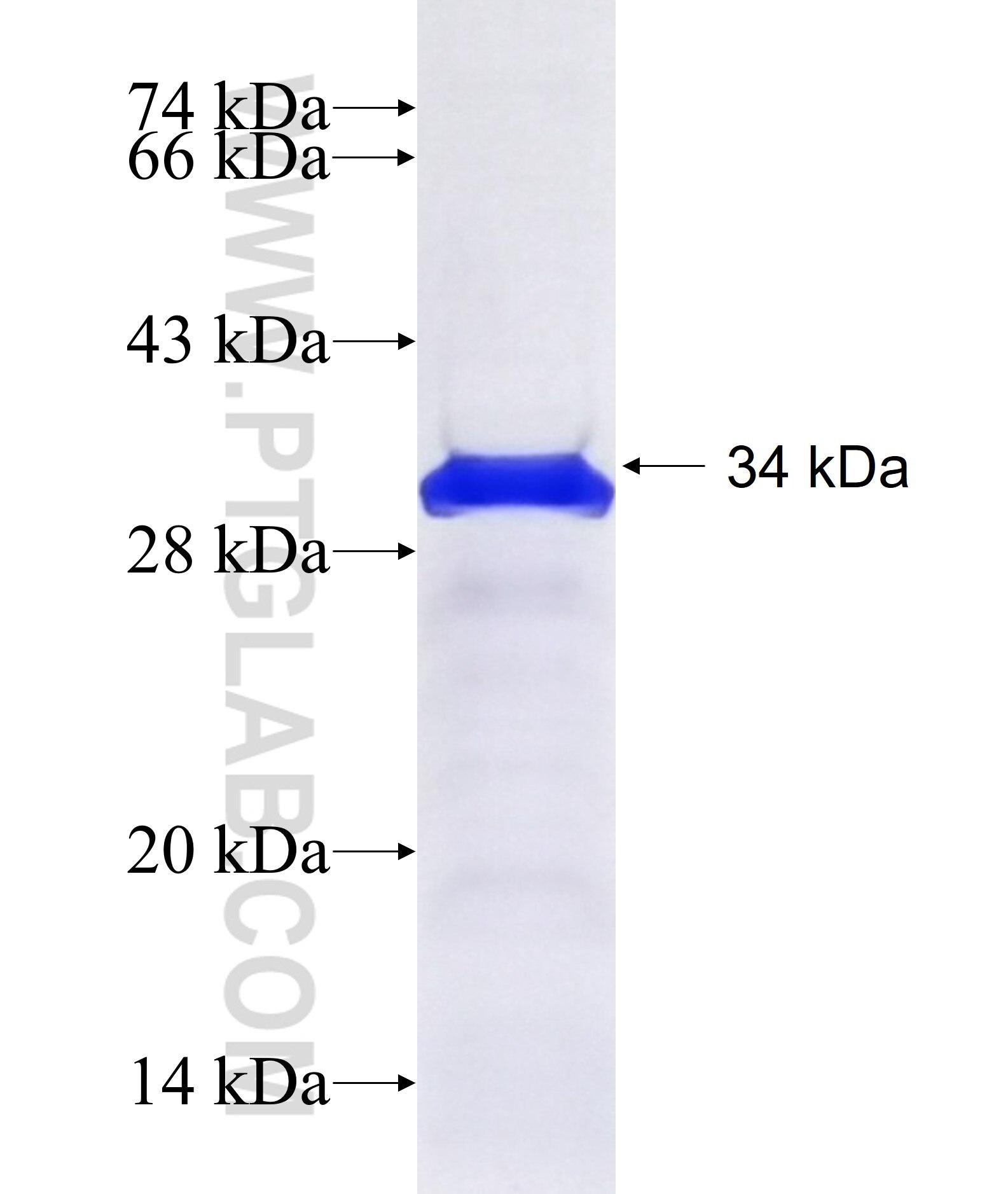 ZKSCAN2 fusion protein Ag21787 SDS-PAGE