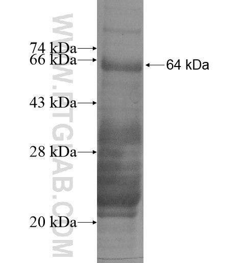 ZKSCAN5 fusion protein Ag14079 SDS-PAGE