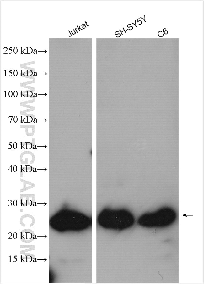 Western Blot (WB) analysis of various lysates using ZMAT2 Polyclonal antibody (25819-1-AP)