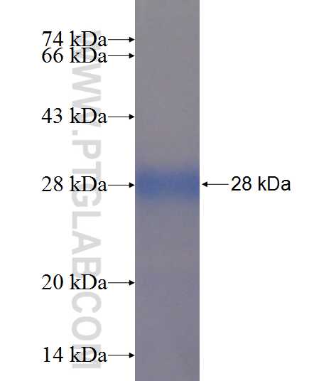 ZMAT2 fusion protein Ag22909 SDS-PAGE