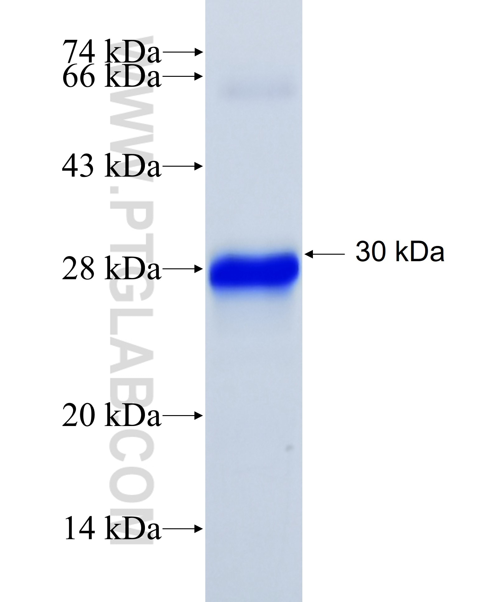 ZMAT2 fusion protein Ag22909 SDS-PAGE