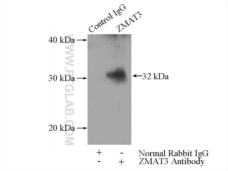 Immunoprecipitation (IP) experiment of mouse testis tissue using ZMAT3 Polyclonal antibody (10504-1-AP)