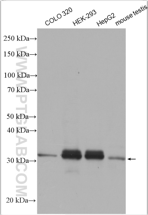 Western Blot (WB) analysis of various lysates using ZMAT3 Polyclonal antibody (10504-1-AP)