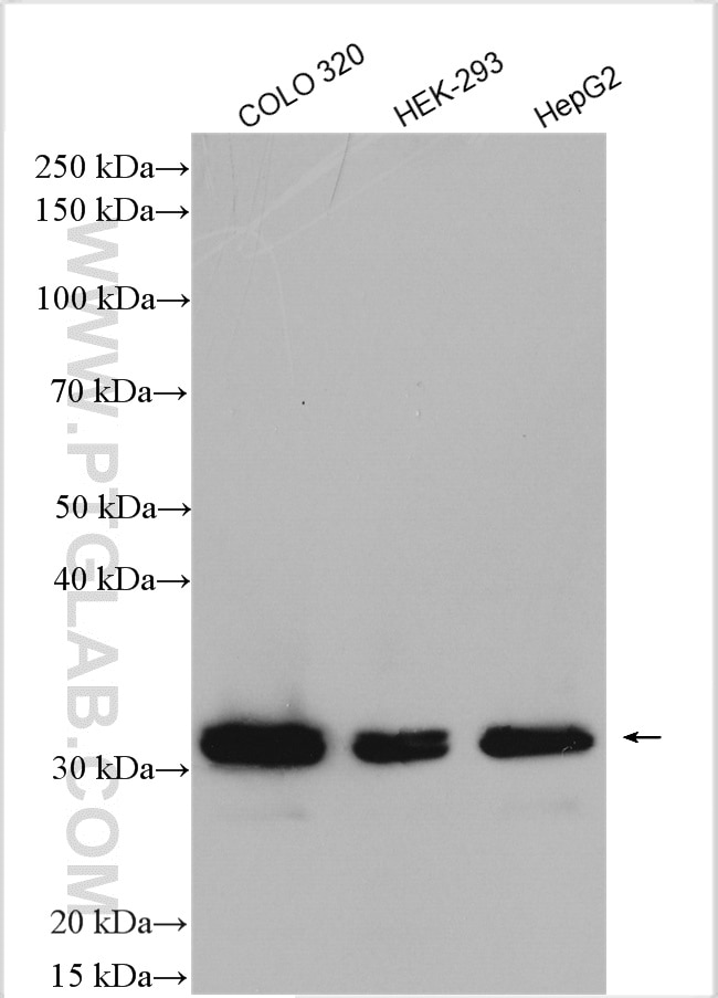 Western Blot (WB) analysis of various lysates using ZMAT3 Polyclonal antibody (10504-1-AP)