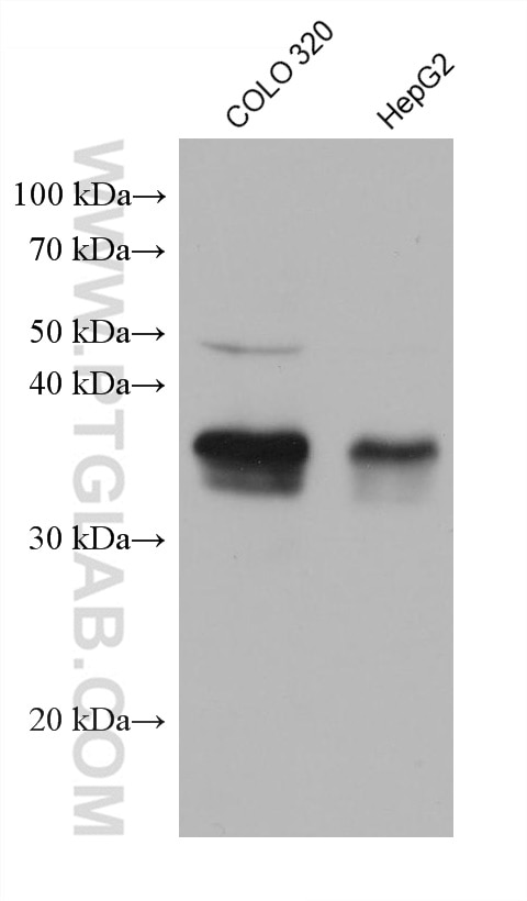 Western Blot (WB) analysis of various lysates using ZMAT3 Monoclonal antibody (68346-1-Ig)