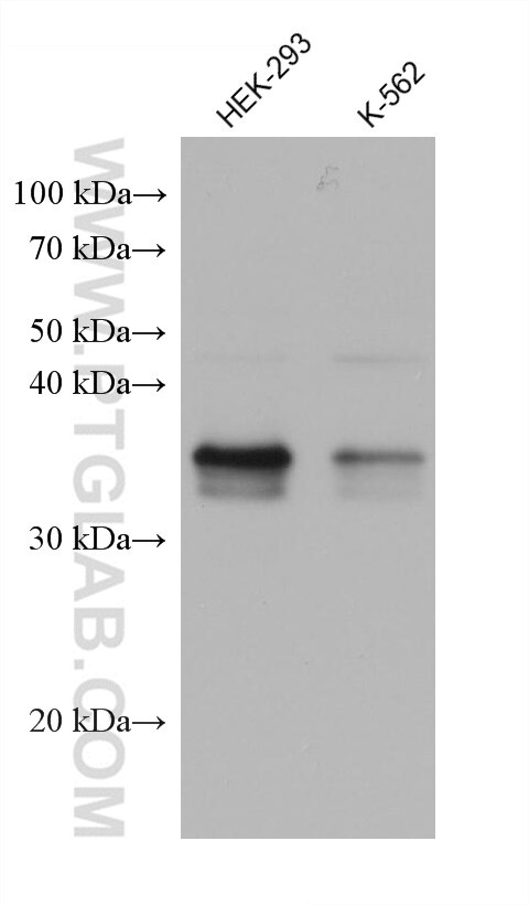 Western Blot (WB) analysis of various lysates using ZMAT3 Monoclonal antibody (68346-1-Ig)