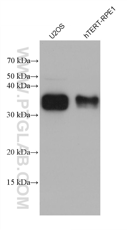 Western Blot (WB) analysis of various lysates using ZMAT3 Monoclonal antibody (68346-1-Ig)