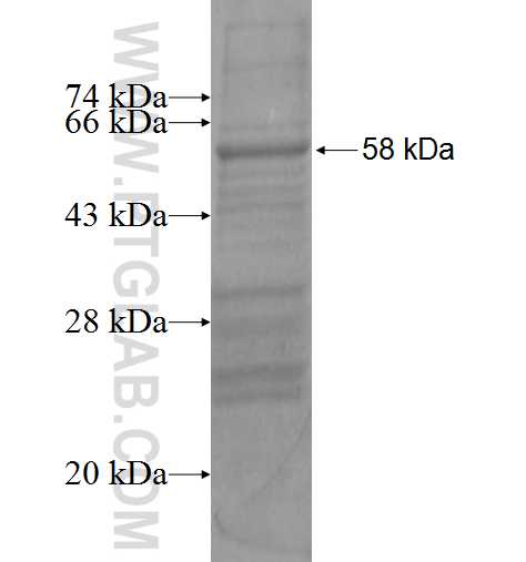 ZMAT3 fusion protein Ag0780 SDS-PAGE