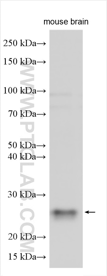 WB analysis using 24137-1-AP