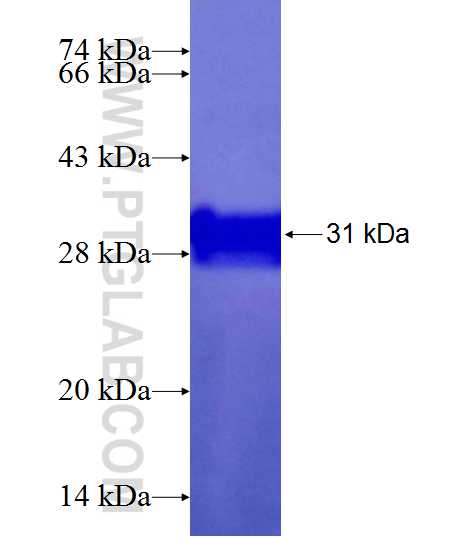 ZMAT4 fusion protein Ag21346 SDS-PAGE