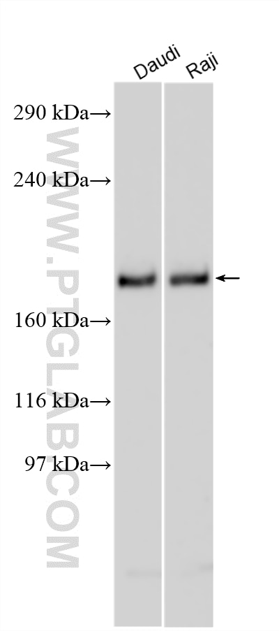 Various lysates were subjected to SDS PAGE followed by western blot with 24112-1-AP (ZMYM2 antibody) at dilution of 1:1000 incubated at room temperature for 1.5 hours. Western Blot (WB) analysis of various lysates using ZMYM2 Polyclonal antibody (24112-1-AP)