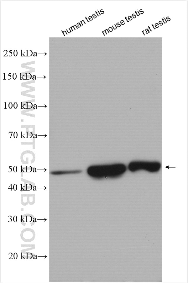 Western Blot (WB) analysis of various lysates using ZMYND10 Polyclonal antibody (14431-1-AP)