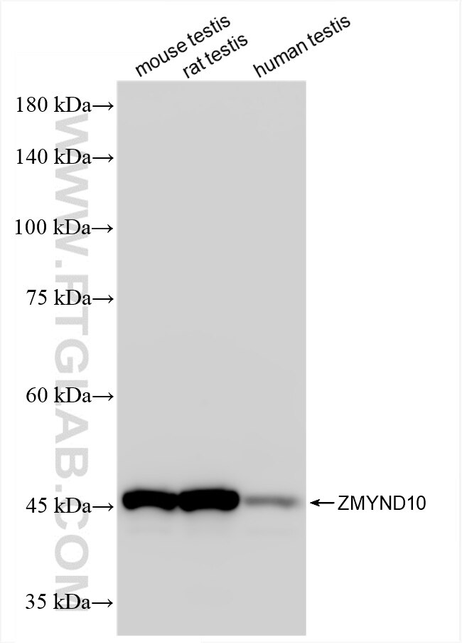 Western Blot (WB) analysis of various lysates using ZMYND10 Recombinant antibody (86430-1-RR)