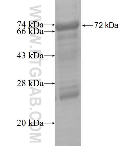 ZMYND10 fusion protein Ag5808 SDS-PAGE