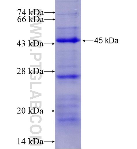 ZMYND11 fusion protein Ag14643 SDS-PAGE