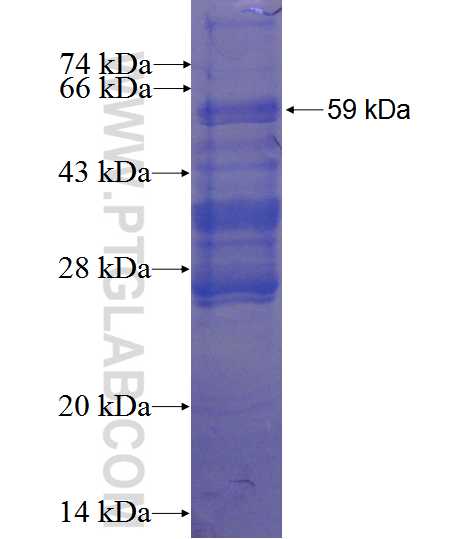 ZMYND11 fusion protein Ag4016 SDS-PAGE
