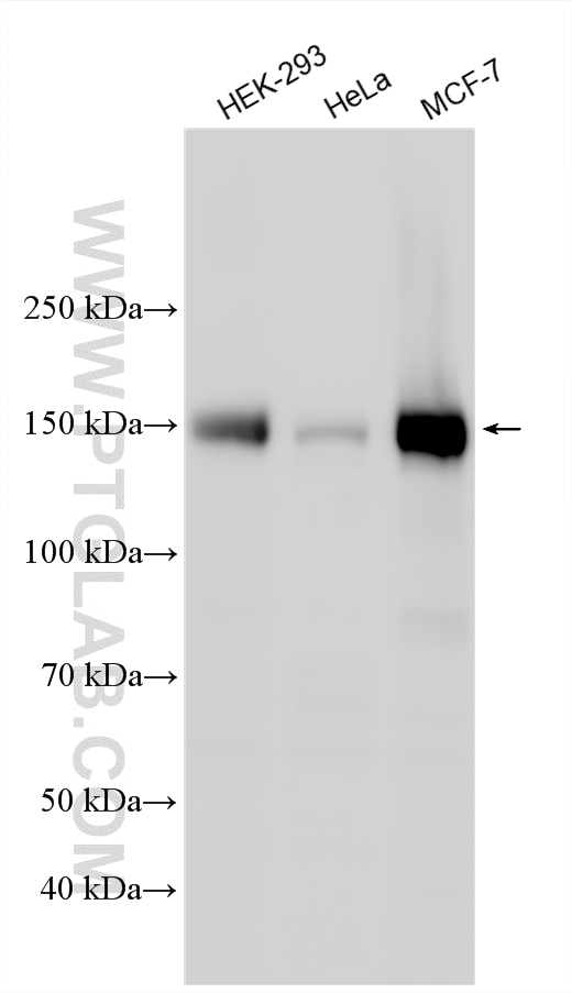 Western Blot (WB) analysis of various lysates using ZMYND8 Polyclonal antibody (11633-1-AP)