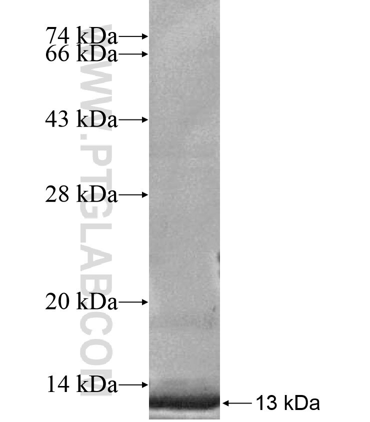 ZNF12 fusion protein Ag17207 SDS-PAGE