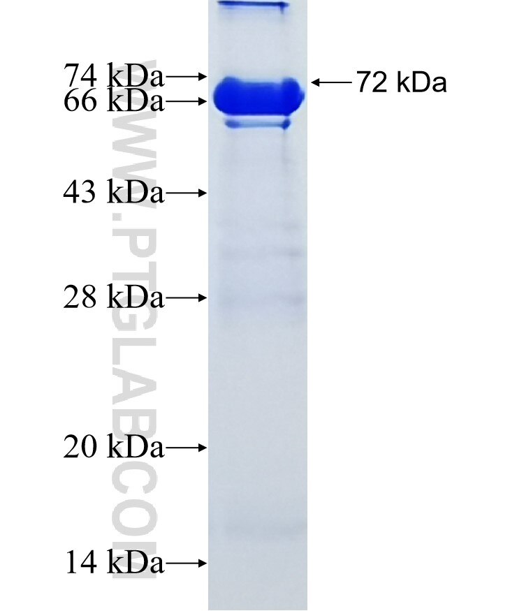 ZNF131 fusion protein Ag5585 SDS-PAGE