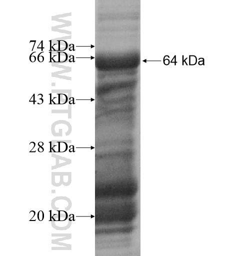 ZNF136 fusion protein Ag14738 SDS-PAGE