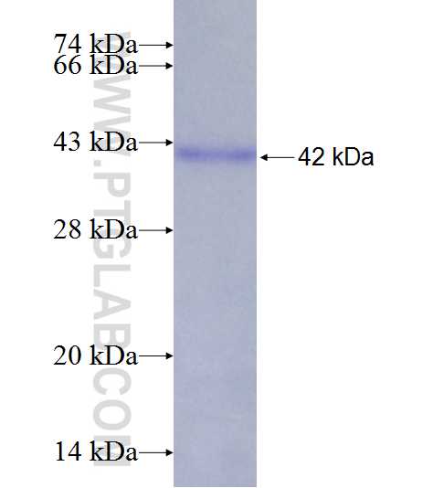 ZNF143 fusion protein Ag9914 SDS-PAGE