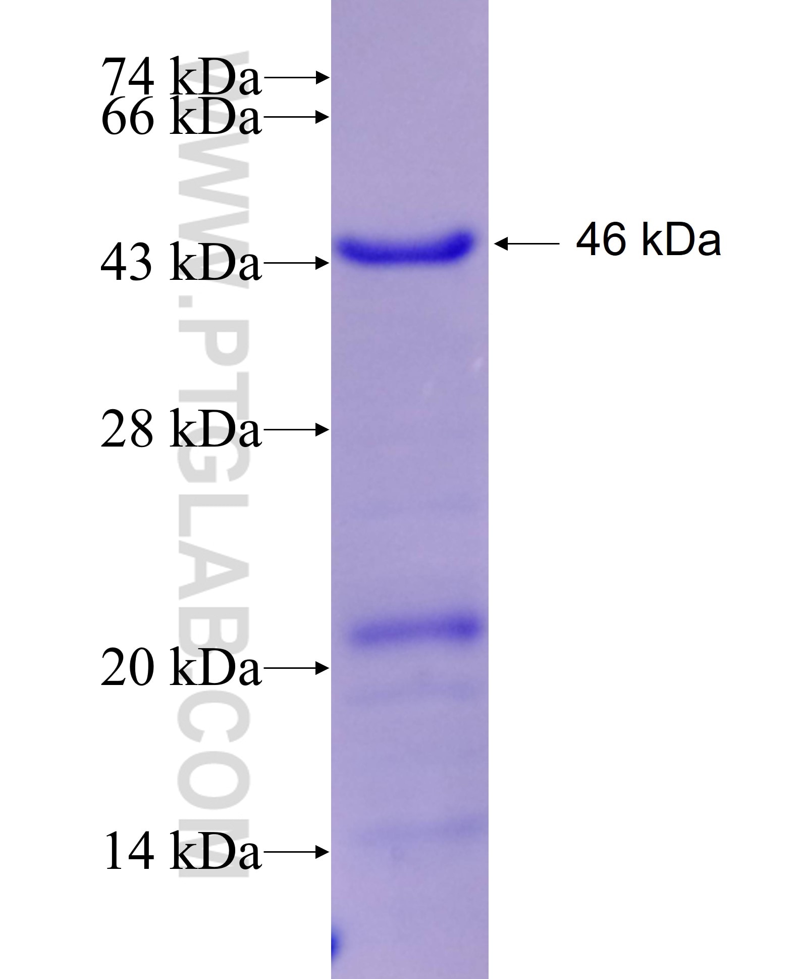 ZNF143 fusion protein Ag9914 SDS-PAGE