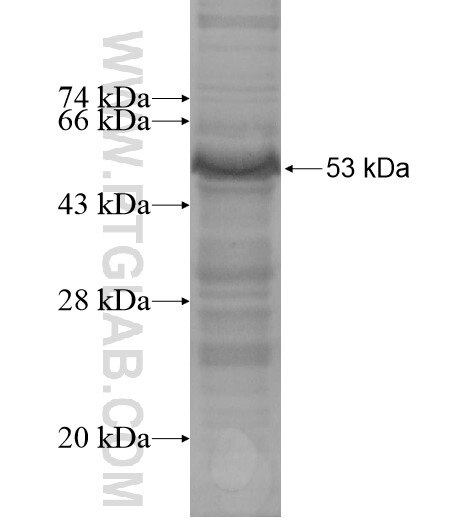 ZNF146 fusion protein Ag14223 SDS-PAGE