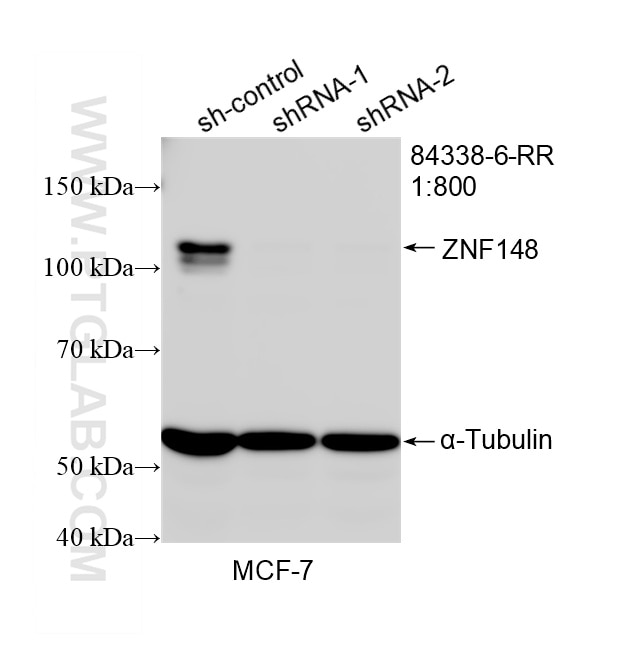Western Blot (WB) analysis of MCF-7 cells using ZNF148 Recombinant monoclonal antibody (84338-6-RR)