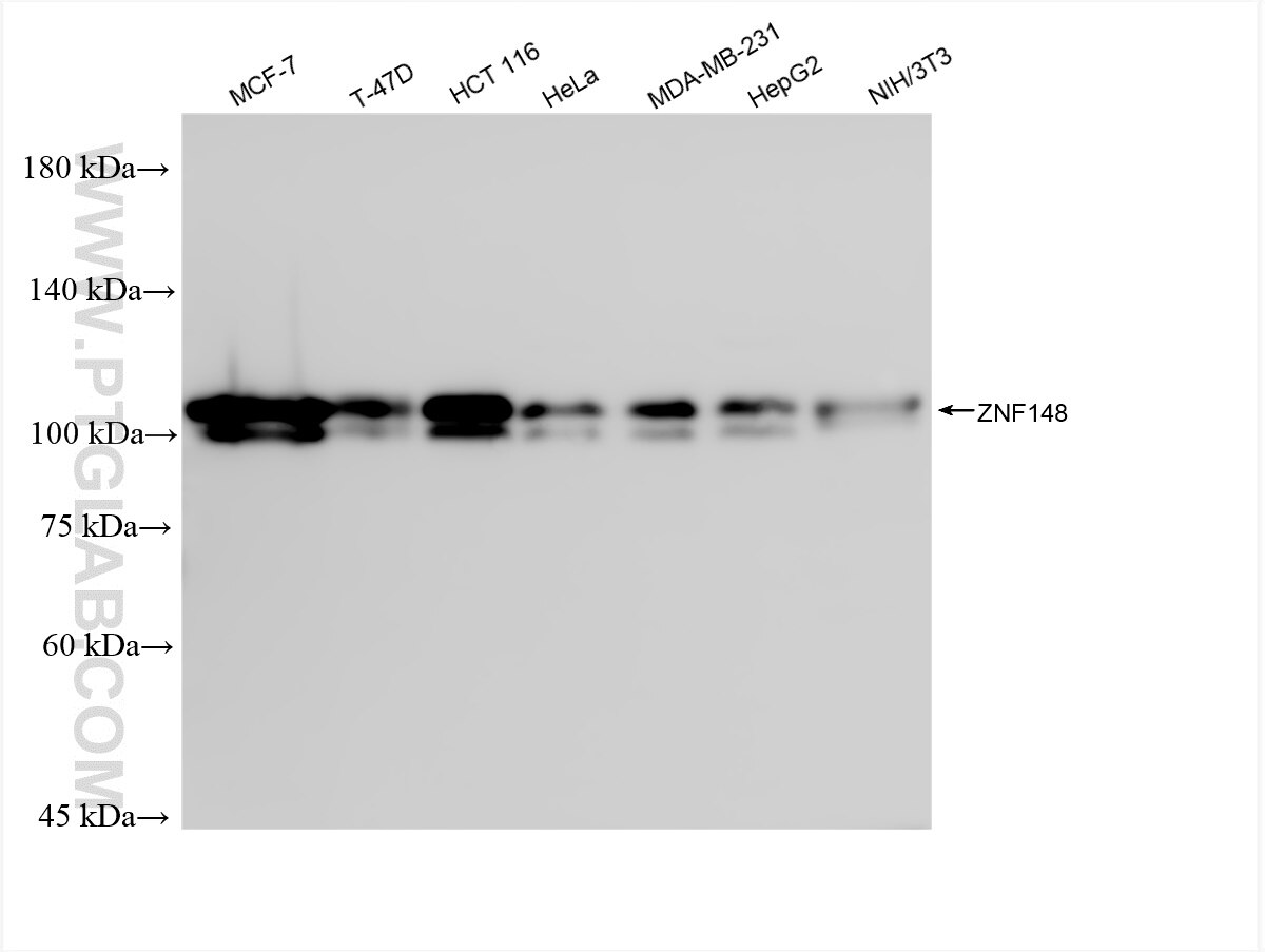 Western Blot (WB) analysis of various lysates using ZNF148 Recombinant antibody (84338-7-RR)