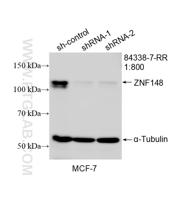 Western Blot (WB) analysis of MCF-7 cells using ZNF148 Recombinant monoclonal antibody (84338-7-RR)