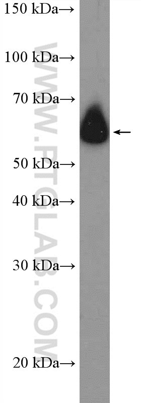 Western Blot (WB) analysis of COS-7 cells using ZNF154 Polyclonal antibody (22161-1-AP)