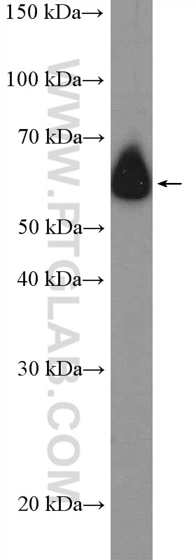 WB analysis of COS-7 using 22161-1-AP