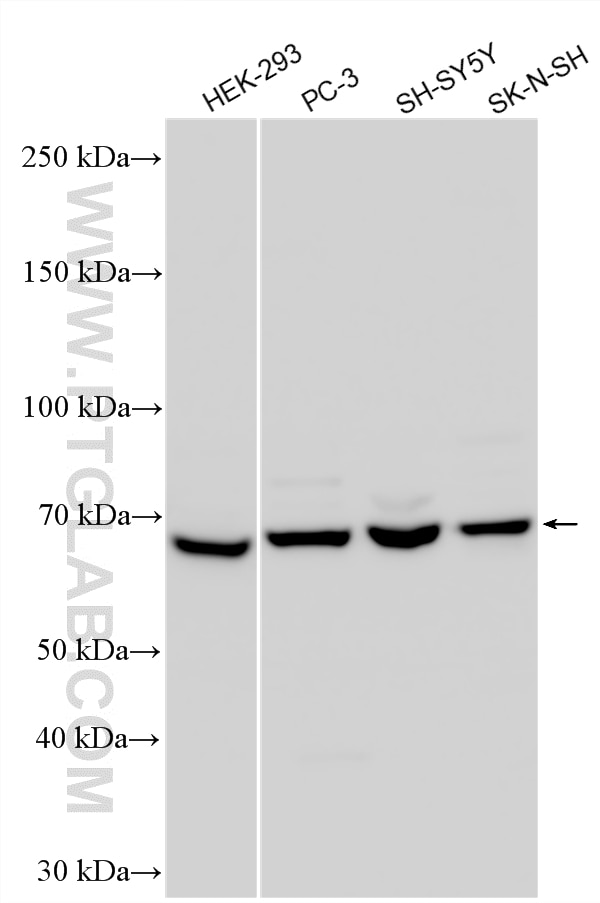 WB analysis using 33838-1-AP Western Blot (WB) analysis of various lysates using ZNF157 Polyclonal antibody (33838-1-AP)