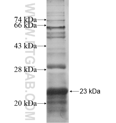 ZNF160 fusion protein Ag12946 SDS-PAGE