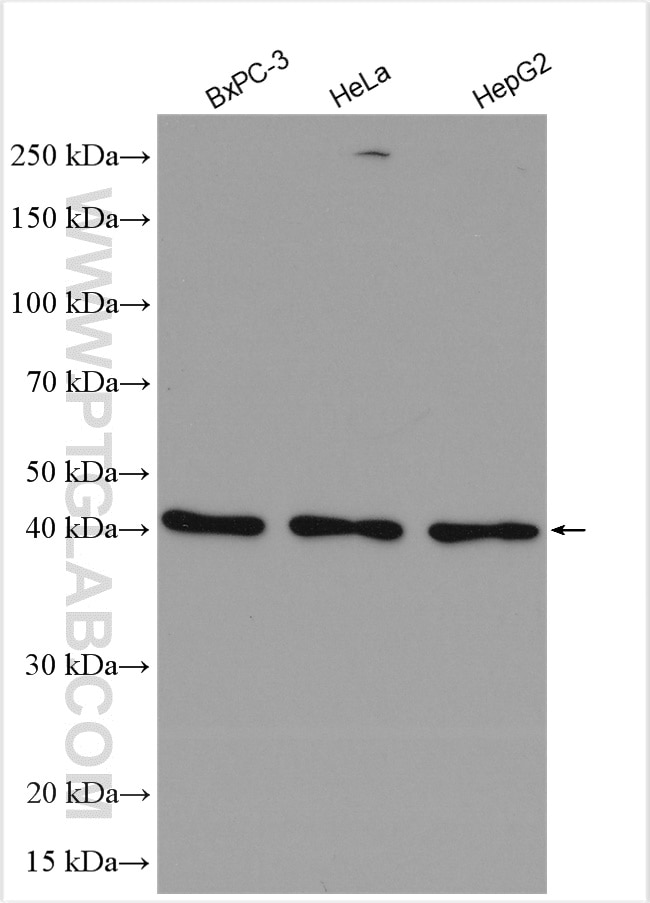 Western Blot (WB) analysis of various lysates using ZNF174 Polyclonal antibody (18157-1-AP)