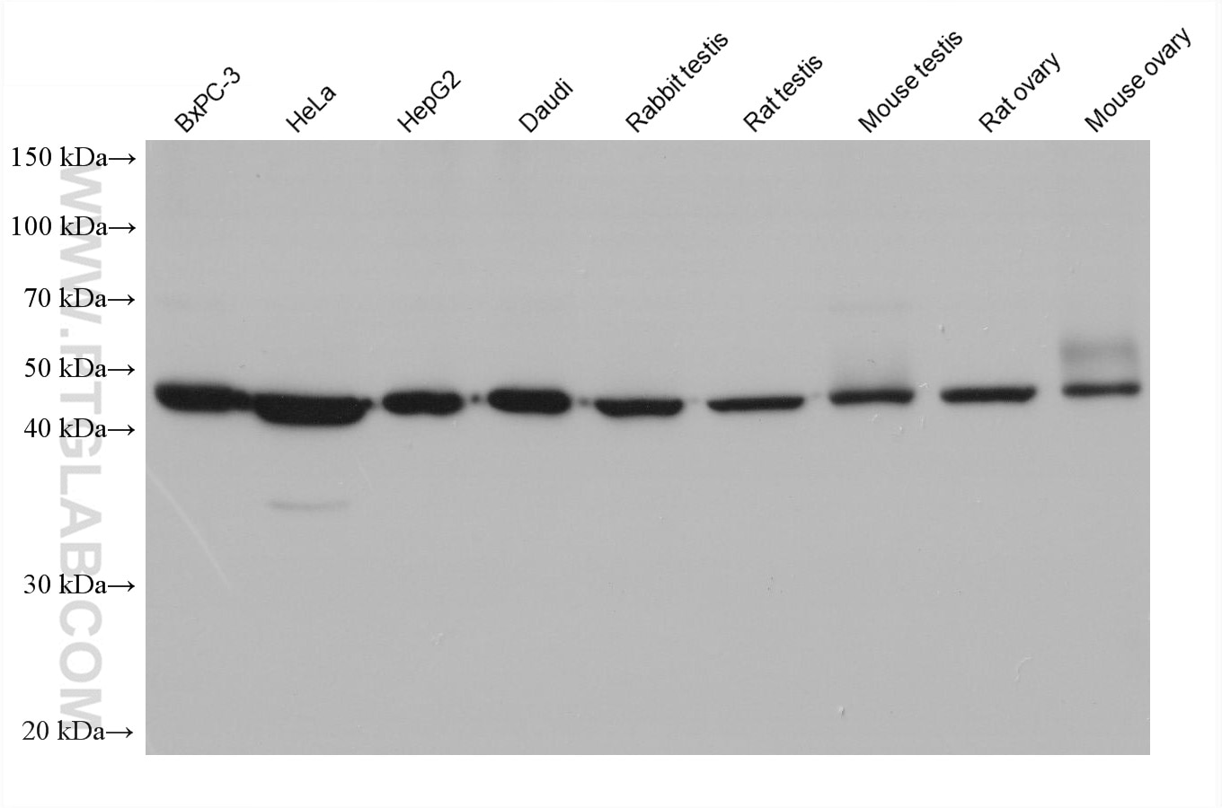 Western Blot (WB) analysis of various lysates using ZNF174 Monoclonal antibody (68426-1-Ig)