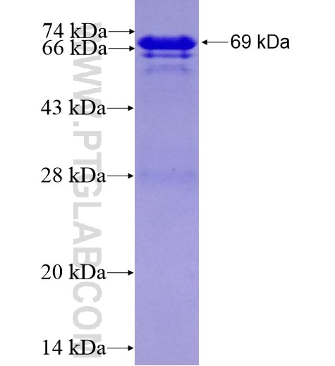 ZNF18 fusion protein Ag10897 SDS-PAGE