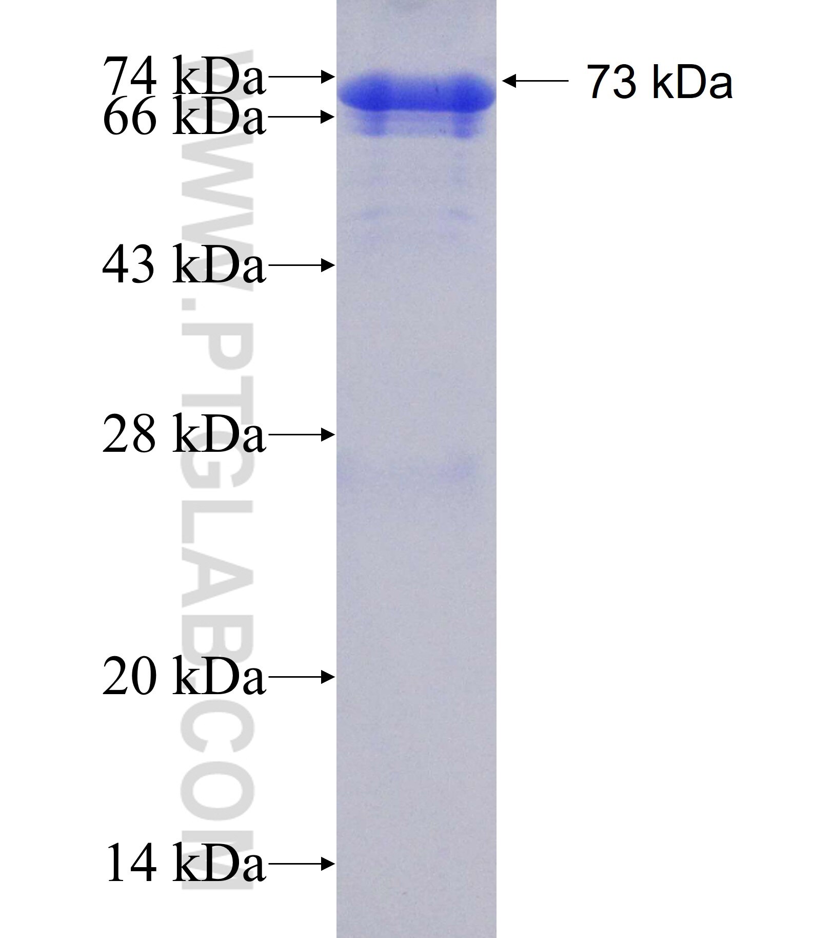 ZNF18 fusion protein Ag10897 SDS-PAGE