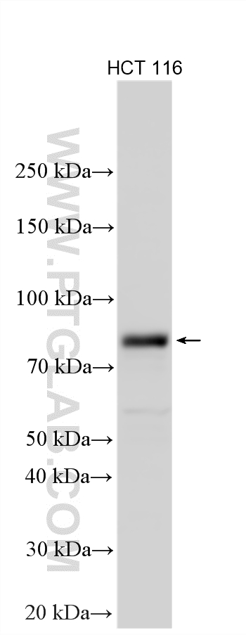 Western Blot (WB) analysis of various lysates using ZNF184 Polyclonal antibody (26100-1-AP)