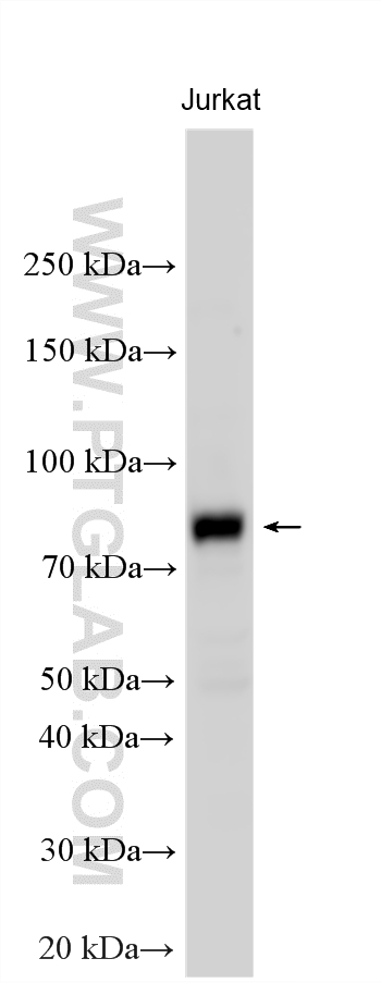 Western Blot (WB) analysis of various lysates using ZNF184 Polyclonal antibody (26100-1-AP)