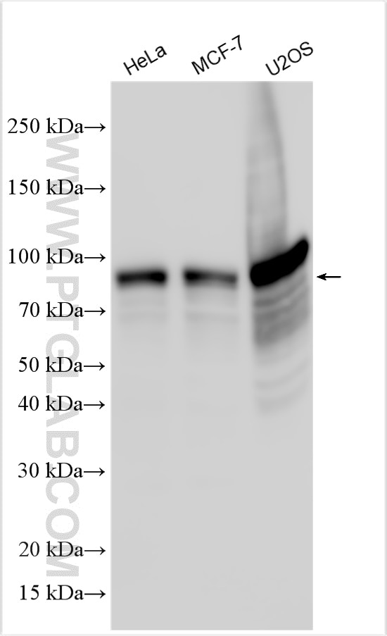 WB analysis of HeLa using 31477-1-AP Western Blot (WB) analysis of HeLa cells using ZNF185 Polyclonal antibody (31477-1-AP)