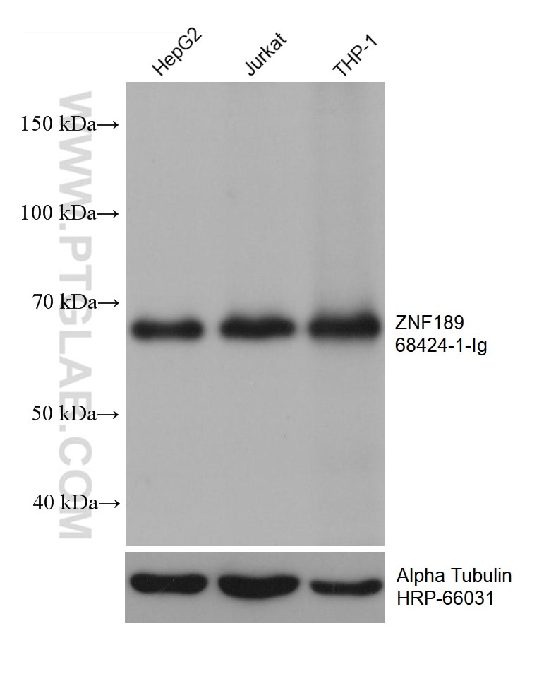 Western Blot (WB) analysis of various lysates using ZNF189 Monoclonal antibody (68424-1-Ig)