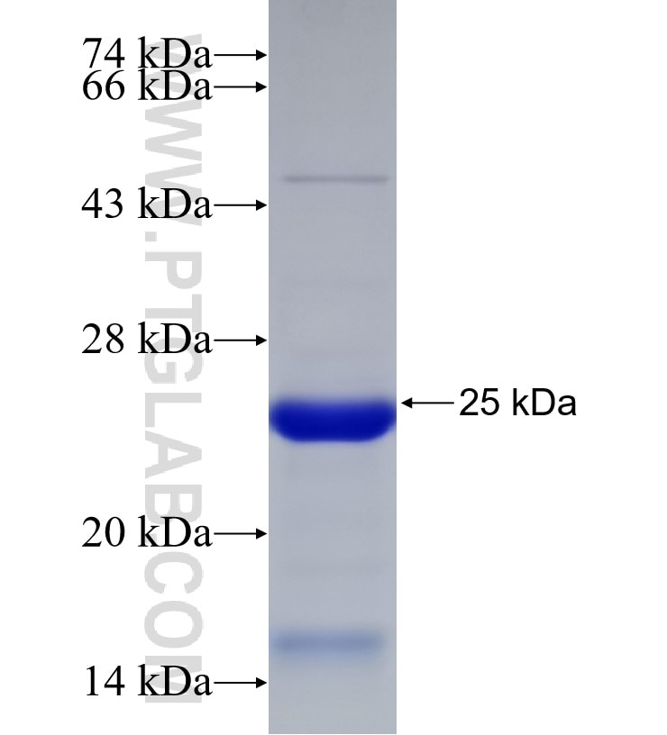 ZNF189 fusion protein Ag33164 SDS-PAGE