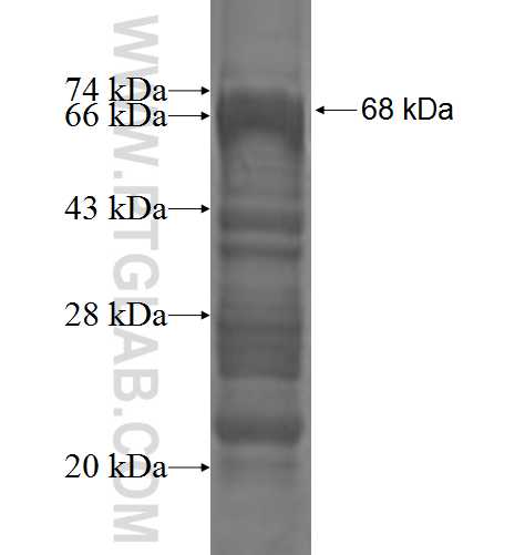ZNF2 fusion protein Ag1796 SDS-PAGE