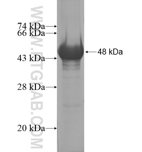 ZNF205 fusion protein Ag14320 SDS-PAGE