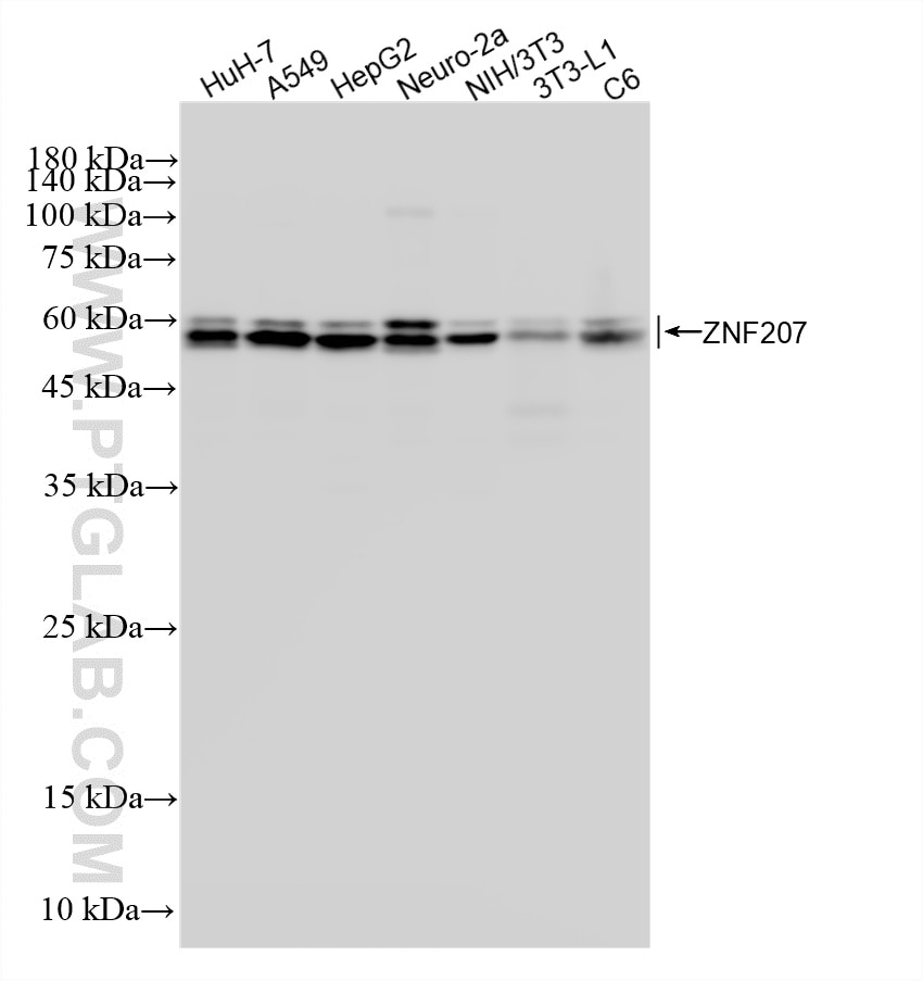 WB analysis using 87649-1-RR (same clone as 87649-1-PBS) Western Blot (WB) analysis of various lysates using ZNF207 Recombinant monoclonal antibody (87649-1-RR)